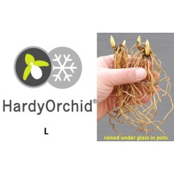 Lauko orchidėja - HardyOrchid® Species L Cypripedium candidum...