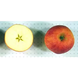 Paprastoji (naminė) obelis ELSTAR - Malus domestica