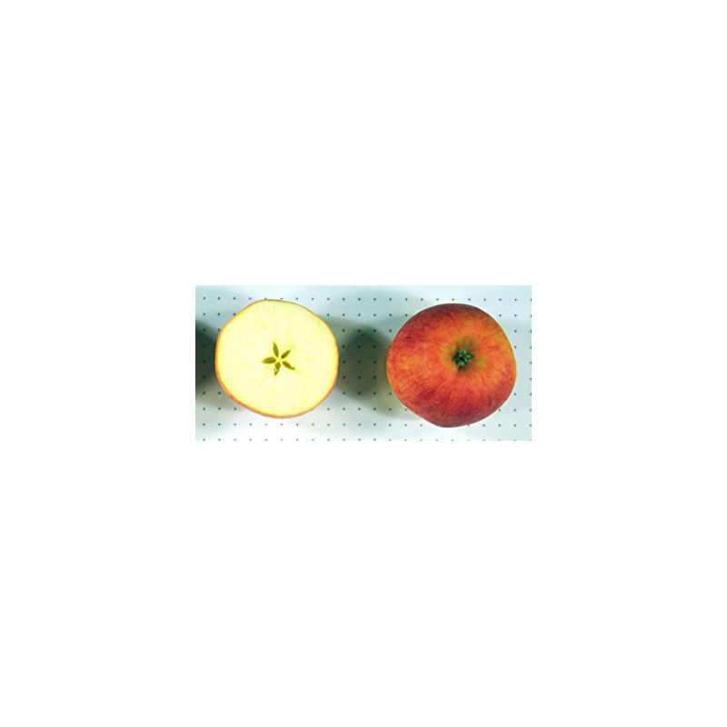 Apple Tree - Malus domestica ELSTAR