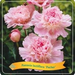 Bijūnas (žolinis) - Paeonia lactiflora Peche P11