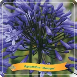 Agapantas - Agapanthus Monique C5