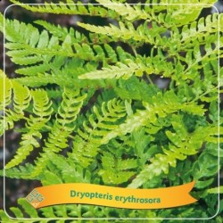 Papartis - Dryopteris Erythrosora P21 C5