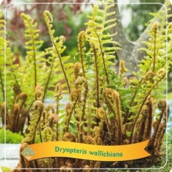 Papartis - Dryopteris wallichiana P21 C5