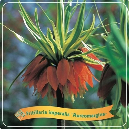 Imperatoriškoji margutė - Fritillaria imperalis Aureomarginata P21 C5 oranžinė bont lapų sp. pristatymas 2022 m. pavasarį