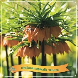Imperatoriškoji margutė - Fritillaria imperalis Bronze P21 C5 oranžinė pristatymas 2022 m. pavasarį