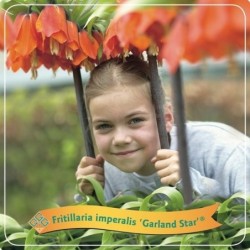 Imperatoriškoji margutė - Fritillaria Imperalis Garland Star...