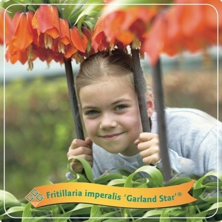 Imperatoriškoji margutė - Fritillaria Imperalis Garland Star ® P21 C5 oranžinė pristatymas 2022 m. pavasarį