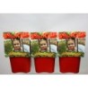 Imperatoriškoji margutė - Fritillaria Imperalis Garland Star ® C5 pavasarį
