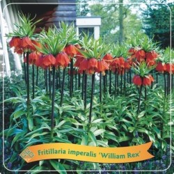 Imperatoriškoji margutė - Fritillaria imperalis William rex P21 C5