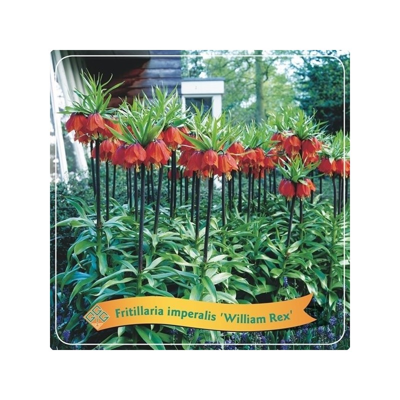 Imperatoriškoji margutė - Fritillaria imperalis William rex P21 C5