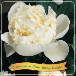 Bijūnas (žolinis) - Paeonia lactiflora Shirley Temple P11...