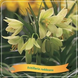 Margutė - Fritillaria raddeana P21 C5 šviesi geltona pristatymas 2022 m. pavasarį