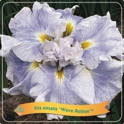 Japoninis vilkdalgis - Iris ensata Wave Action