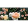 Rožė - Rosa GENEVIEVE ORSI ® Guillot®