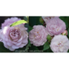 Rožė - Rosa FLORENCE DELATTRE