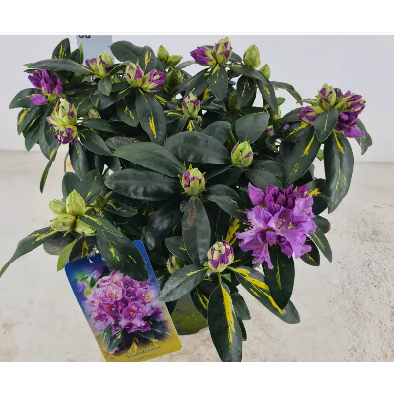 Amerikinis rododendras margalapė forma - Rhododendron catawbiense GOLDFLIMMER P23C5 GYVA FOTO