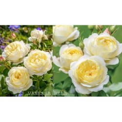 2023 M.: Rožė - Rosa VANESSA BELL ® (Auseasel) David Austin®