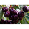 Vyšnia PamjatI Jenikejeva - Prunus cerasus P19.5C5.6 100+CM