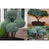 Žvynuotasis kadagys (formuotas) - Juniperus squamata Blue Star