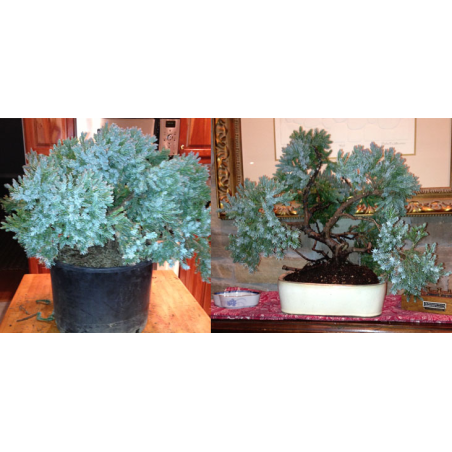 Žvynuotasis kadagys - Juniperus squamata BLUE STAR
