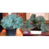 Žvynuotasis kadagys (formuotas) - Juniperus squamata Blue Star C5-C7,5 20-35CM W25-40CM