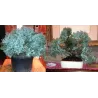 Žvynuotasis kadagys (formuotas) - Juniperus squamata Blue Star
