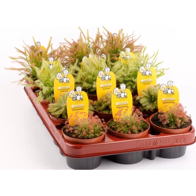 Saulašarė - Drosera