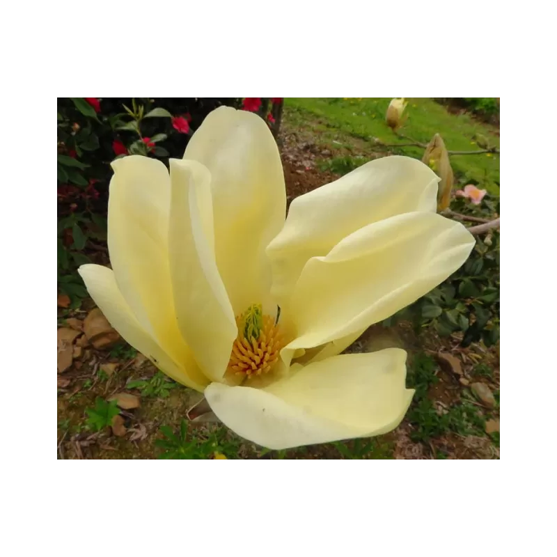 Puošnioji magnolija - Magnolia denudata YELLOW RIVER