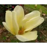 Puošnioji magnolija - Magnolia denudata YELLOW RIVER