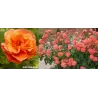 Rožė - Rosa WESTERLAND