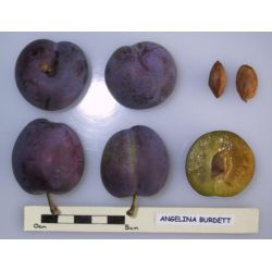 Naminė slyva (p. vyšninė slyva) ANDŽELINA - Prunus domestica...
