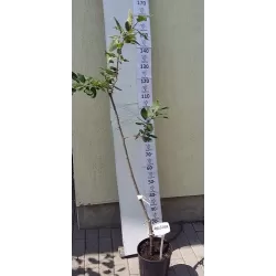 Naminė slyva (p. kaukazinė slyva) ANDŽELINA - Prunus domestica ANGELINA BURDETT GR