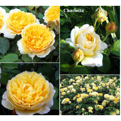Rožė - Rosa CHARLOTTE ® (Auspoly) David Austin®