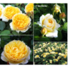 Rožė - Rosa CHARLOTTE ® (Auspoly) David Austin®