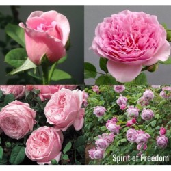 2023 M.: Rožė - Rosa SPIRIT OF FREEDOM ® (Ausbite) David Austin®