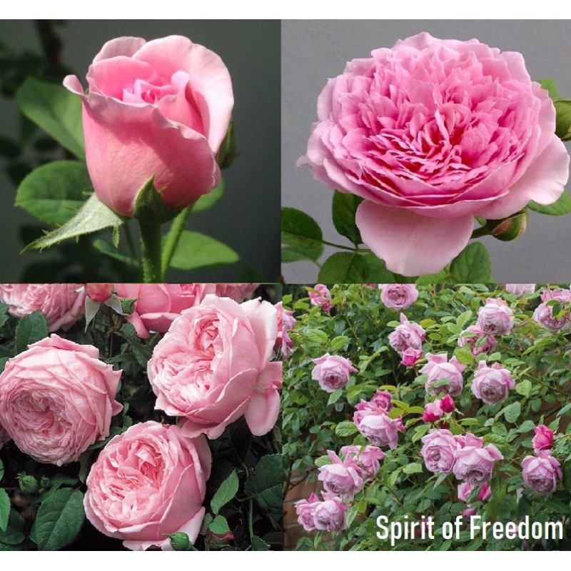 2023 M.: Rožė - Rosa SPIRIT OF FREEDOM ® (Ausbite) David Austin®