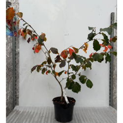 Naminė slyva (p. vyšninė slyva) DIANA - Prunus domestica...