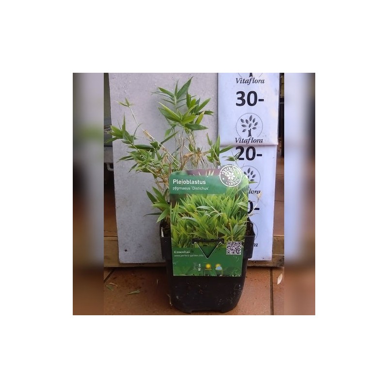 Nykštukinės arundinarijos dvieilis varietetas  - Pleioblastus (arundinaria) pygmaea distichum 17Ø 30cm