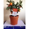 Kinkanas (citrusinis mišrūnas) medelio forma - Citrofortunella microcarpa kumquat 14Ø 35cm deko vazonas su vaisias mandarinas