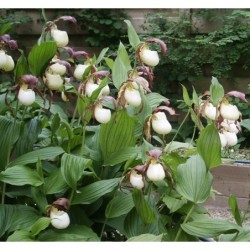 Sodo orchidėja - Cypripedium kentuckiense 2-3 ūgliai P11 vazone