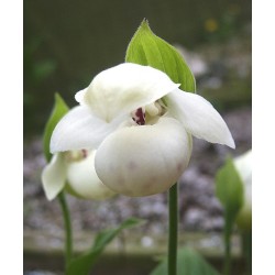 Sodo orchidėja - Cypripedium flavum abla x reginae 2-3 ūgliai...