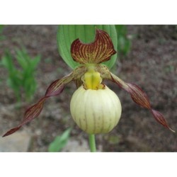 Sodo orchidėja - Cypripedium Irene 2-3 ūgliai P11 vazone