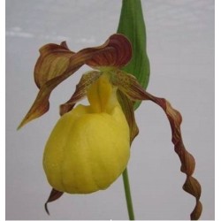 Sodo orchidėja - Cypripedium Lothar P&P 2-3 ūgliai P11 vazone