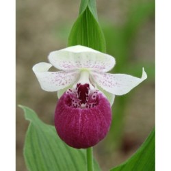 Sodo orchidėja - Cypripedium Vickys Delight 2-3 ūgliai P11...