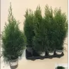 Thuja occidentalis SMARAGD