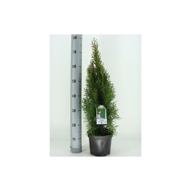 Thuja occidentalis SMARAGD