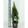 Vakarinė tuja - Thuja occidentalis SMARAGD (Solo augalai)