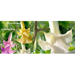 Brugmansija (pilnavidurė balta) - Brugmansia twinflowers...