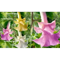 Brugmansija (pilnavidurė rožinė) - Brugmansia twinflowers pink