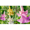 Brugmansija (pilnavidurė rožinė) - Brugmansia twinflowers pink